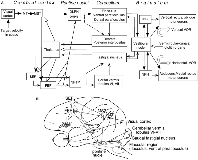 Image result for smooth pursuits neural substrates