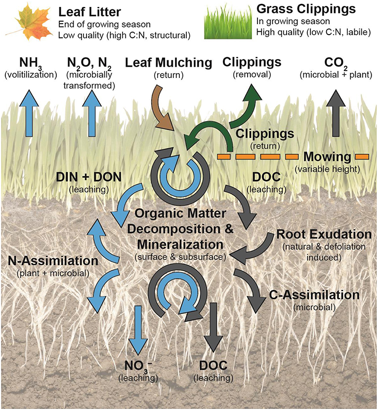 Grass Grows in Pamlico  N.C. Cooperative Extension