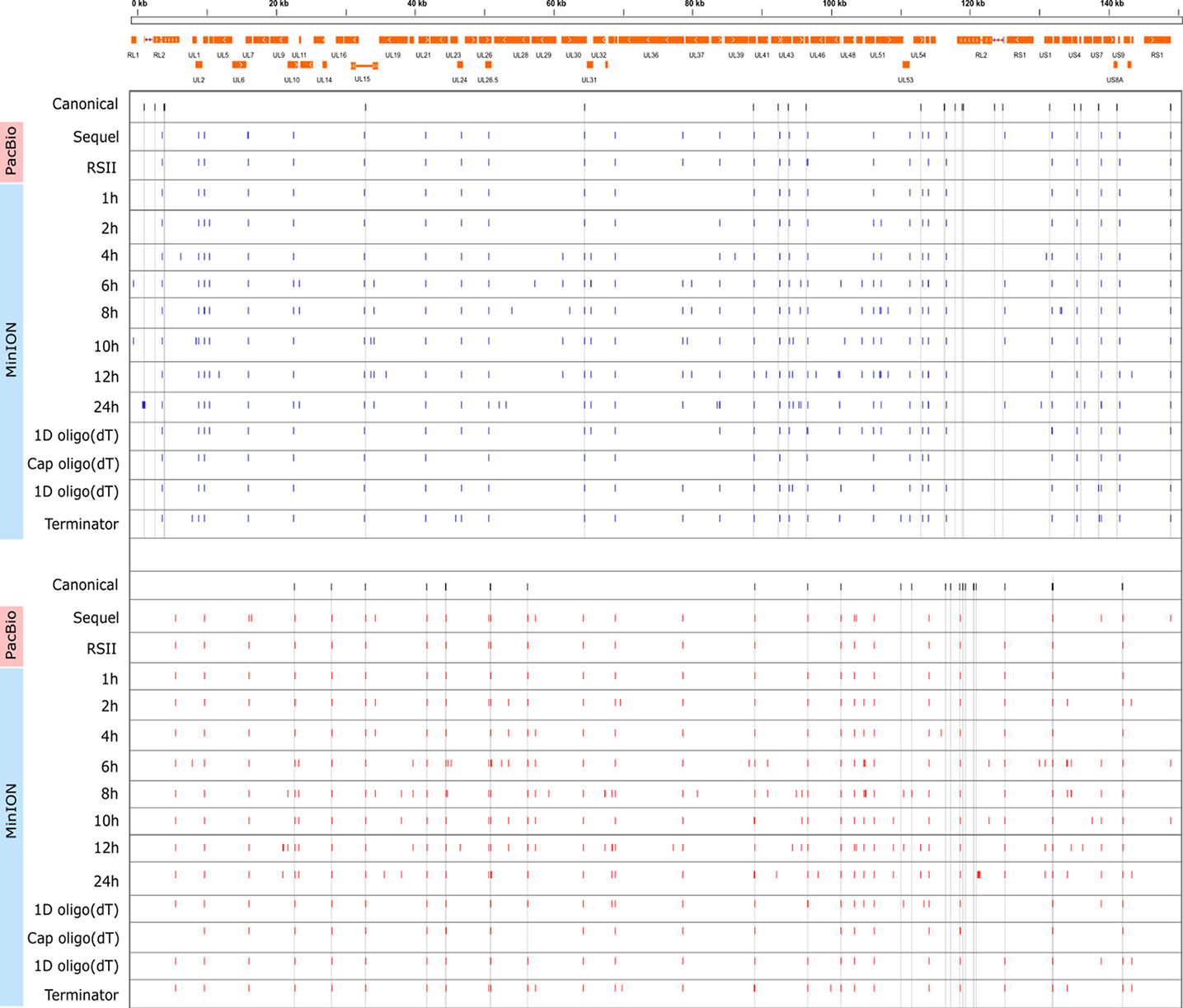 Frontiers | Multiple Long-Read Sequencing Survey of Herpes Simplex ...