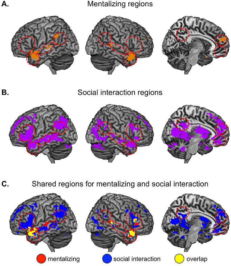 Understanding Other Minds: What Happens in Our Brains When We Interact With  People? · Frontiers for Young Minds