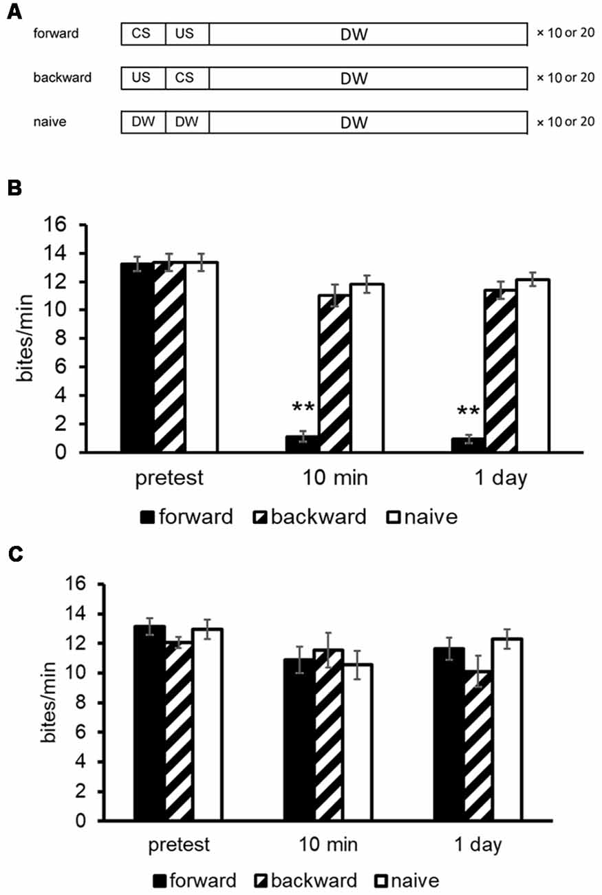 Frontiers Monoamines Insulin And The Roles They Play In Associative Learning In Pond Snails Behavioral Neuroscience