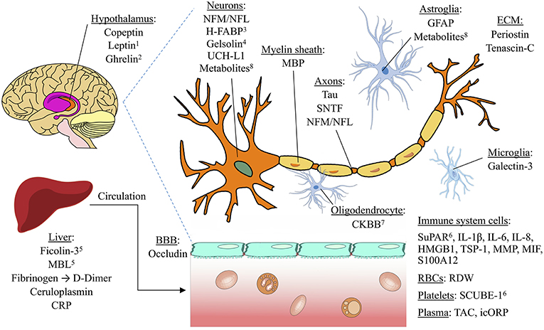 Finally, A Blood Test for Traumatic Brain Injury