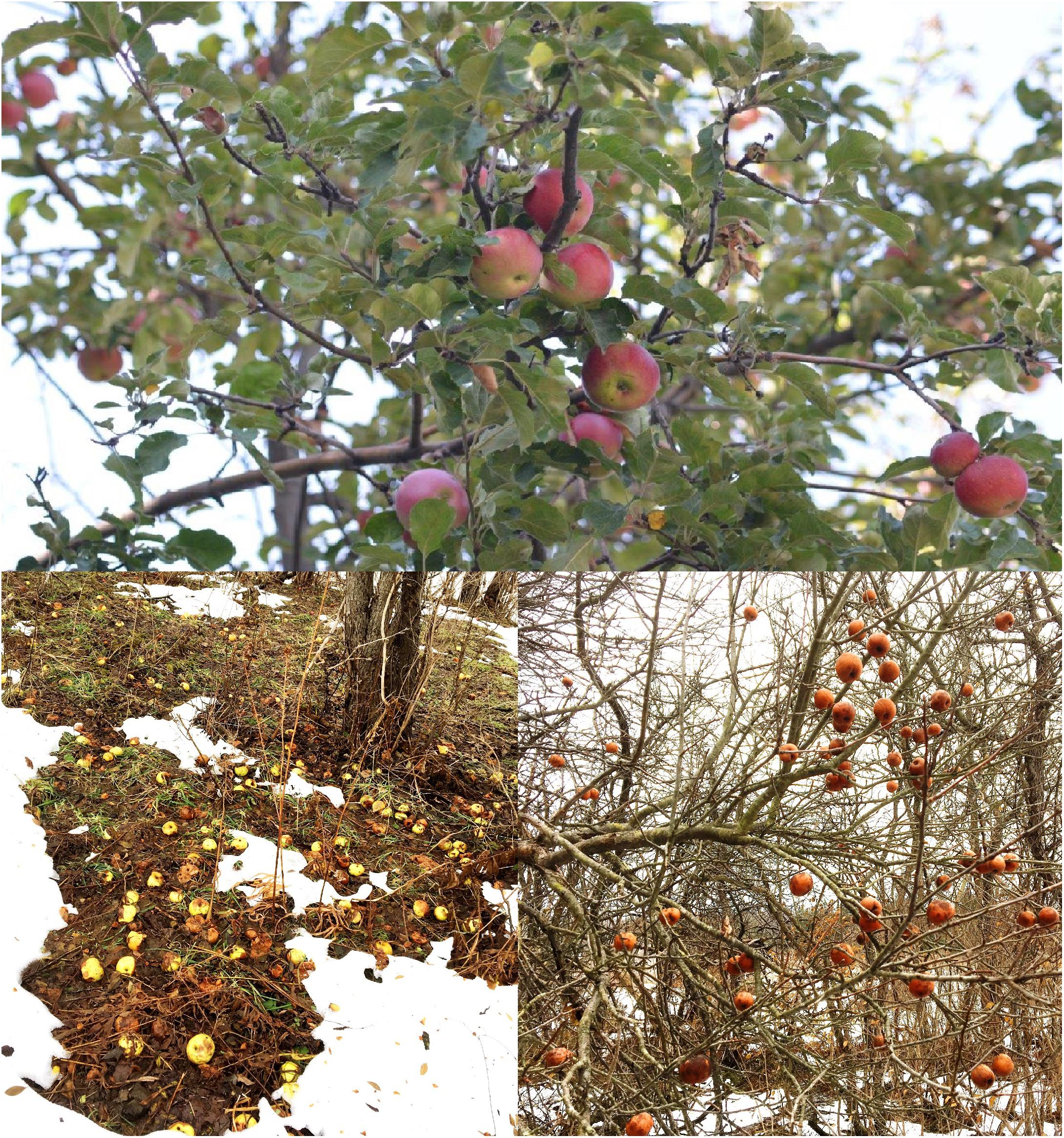 Cover crops in the apple peach and fruit orchard selected articles
