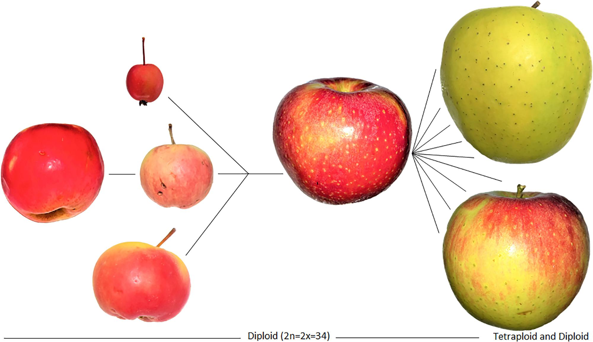 Frontiers Origins Of The Apple The Role Of Megafaunal Mutualism In 