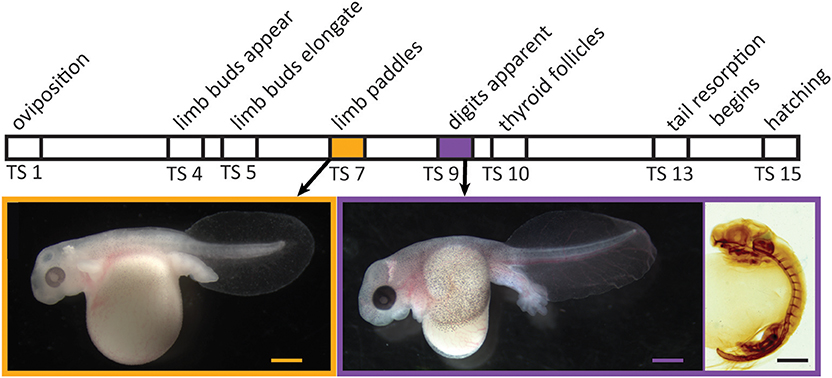 Frontiers  Evolutionary Conservation of Thyroid Hormone Receptor