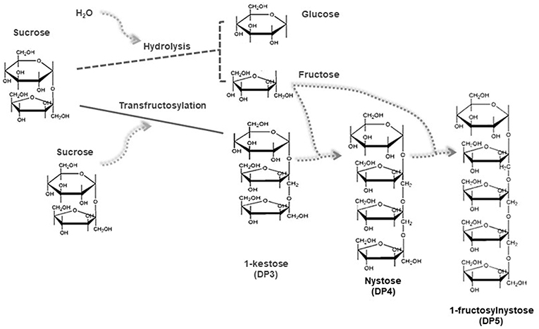 Frontiers Technological Aspects Of The Production Of Fructo And Galacto Oligosaccharides Enzymatic Synthesis And Hydrolysis Nutrition
