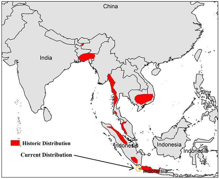 The Mysterious Case of the Disappearing Javan Rhino: Using Clues From