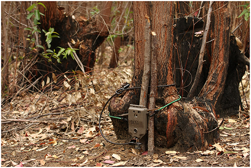 Figure 2 - Camera traps are used to collect videos of Javan rhinos in their natural habitat, in order to allow scientists to count them and answer questions about the resources they need and the areas they like to spend time in.