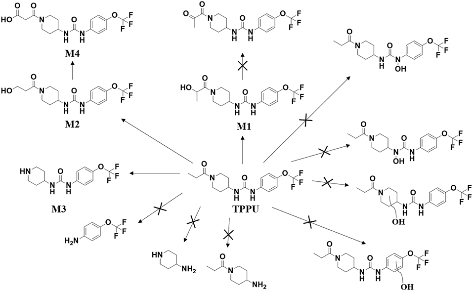 Frontiers | In vitro and in vivo Metabolism of a Potent