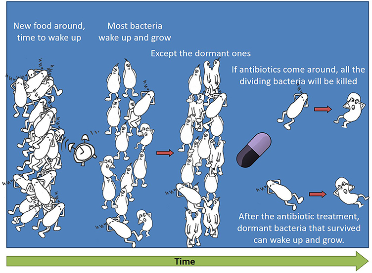 איור 2 - חיידקים רדומים שורדים טיפול אנטיביוטי.