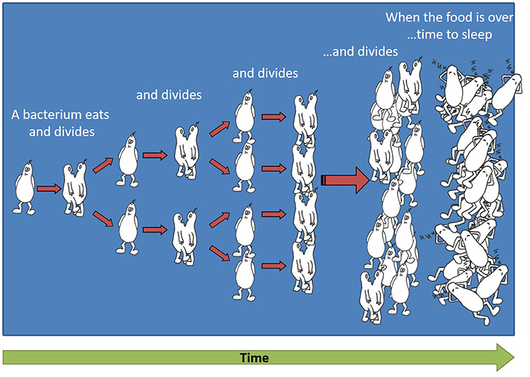 Figure 1 - Exponential growth of bacteria.
