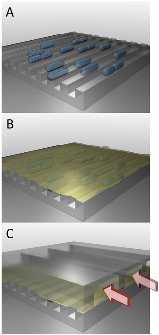 Figure 3 - A microfluidic device for studying bacteria’s survival mechanism.
