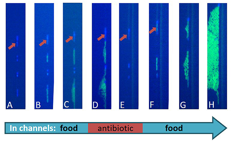Figure 4 - An image of real bacteria during the described experiment.
