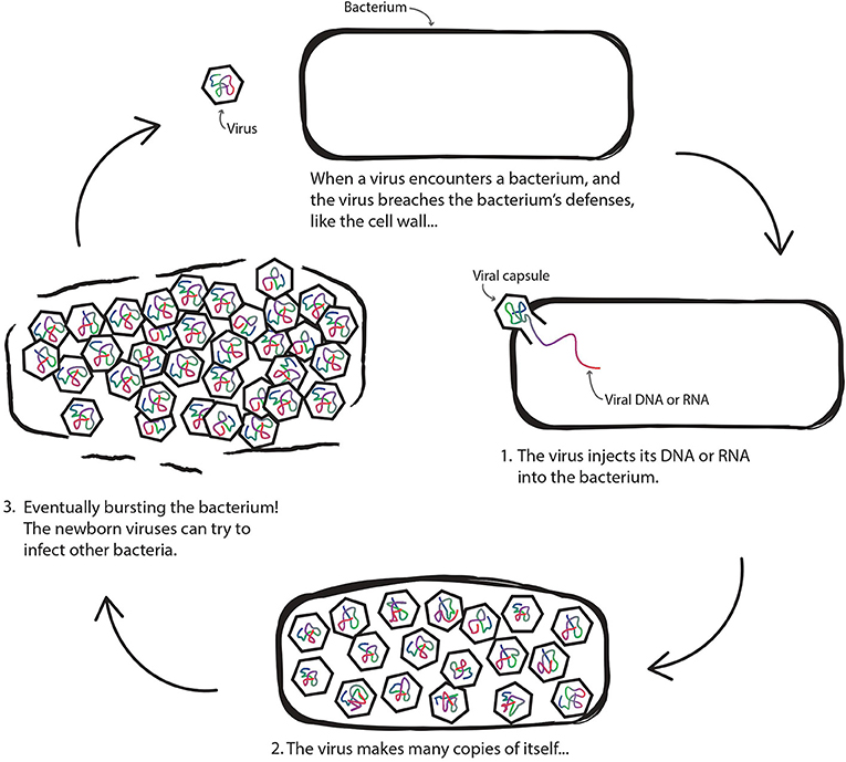 Figure 1 - How a virus infects a bacterium.