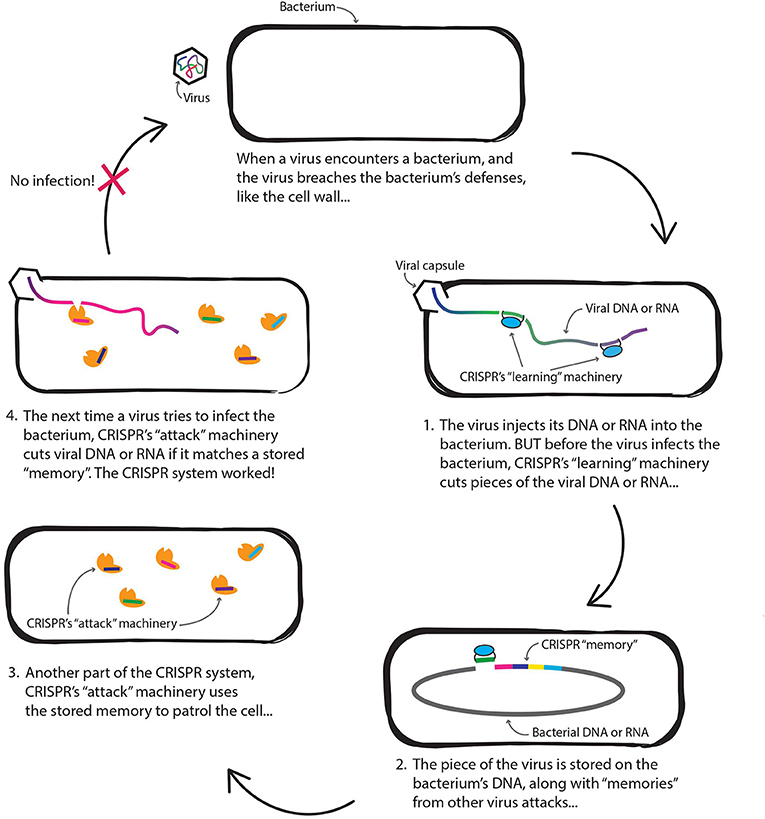 Figure 2 - How CRISPR defends a bacterium against viruses.
