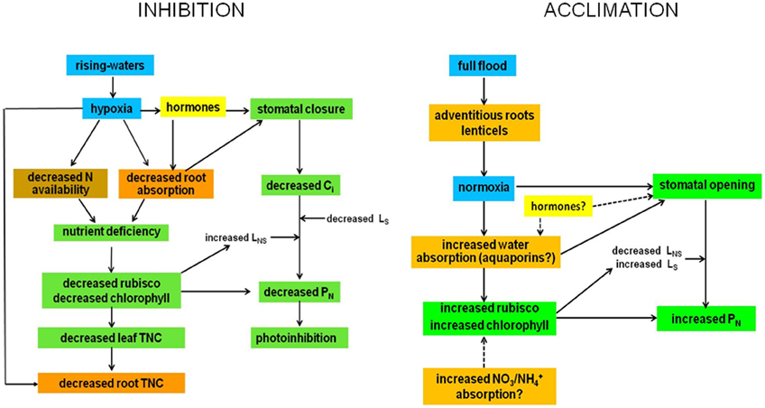 Frontiers  Effects of Flooding and Endogenous Hormone on the Formation of  Knee Roots in Taxodium ascendens