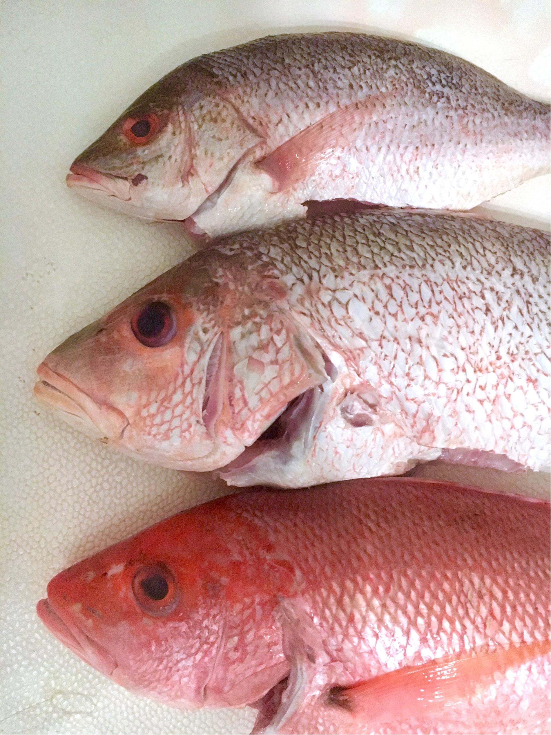 Frontiers | Fishy Business: Red Snapper Mislabeling Along the Coastline of the Southeastern ...