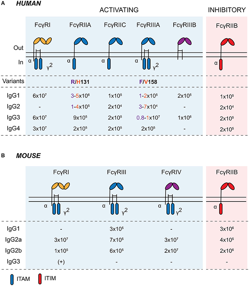 Widespread vertical transmission of secretory immunoglobulin A