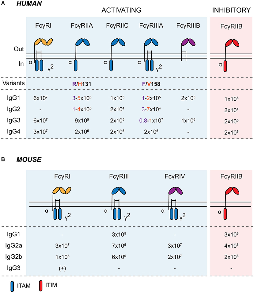 Frontiers  Unraveling cross-reactivity of anti-glycan IgG