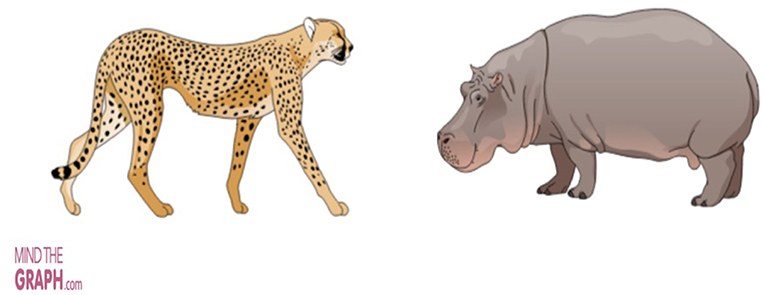 Figure 1 - Uma chita e um hipopótamo são duas espécies diferentes.