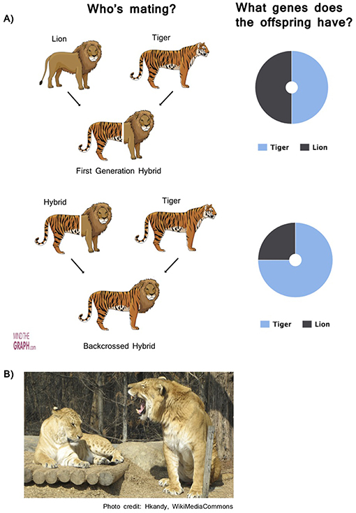 Ligers and Tigons and Grolars, My! Hybridization, and How It Affects Biodiversity · Frontiers for