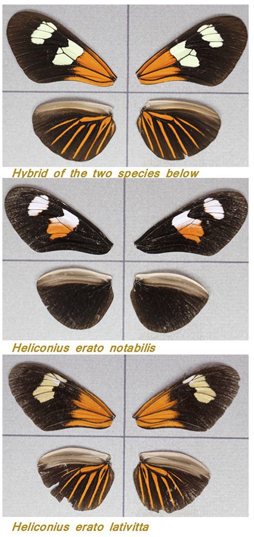 Figure 3 - Asas de três borboletas Heliconious.