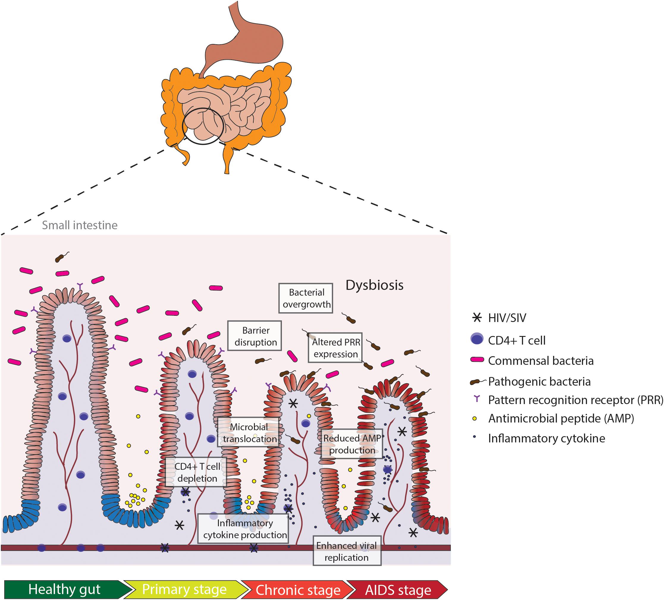 Polyamine metabolism impacts T cell dysfunction in the oral mucosa of  people living with HIV