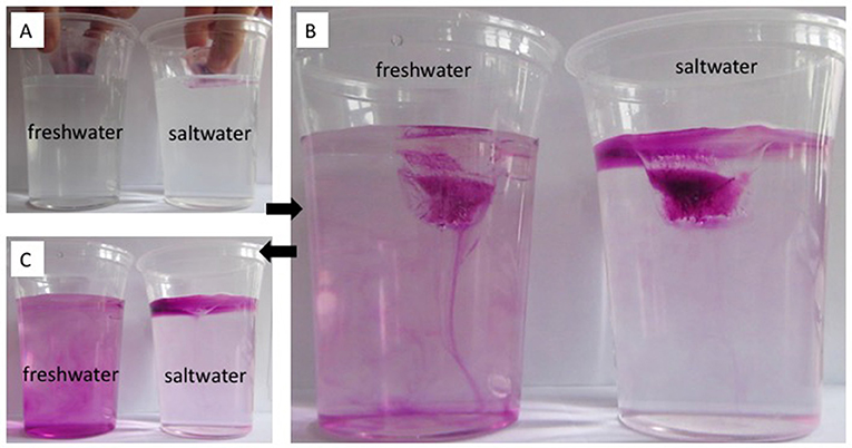 Figure 2 - (A) Colored ice cubes are placed into room-temperature freshwater and saltwater. Melting is observed over time.