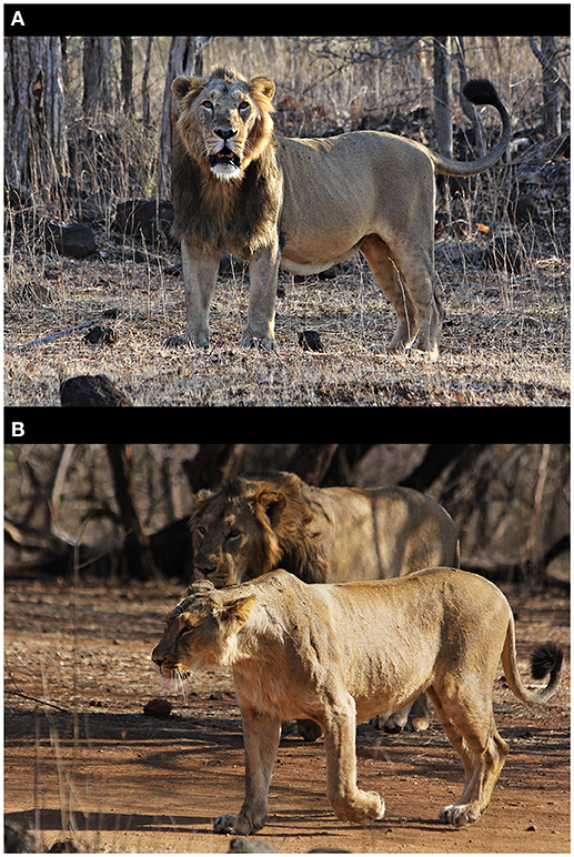 How the lion lost its strength: big cats' survival at risk as DNA