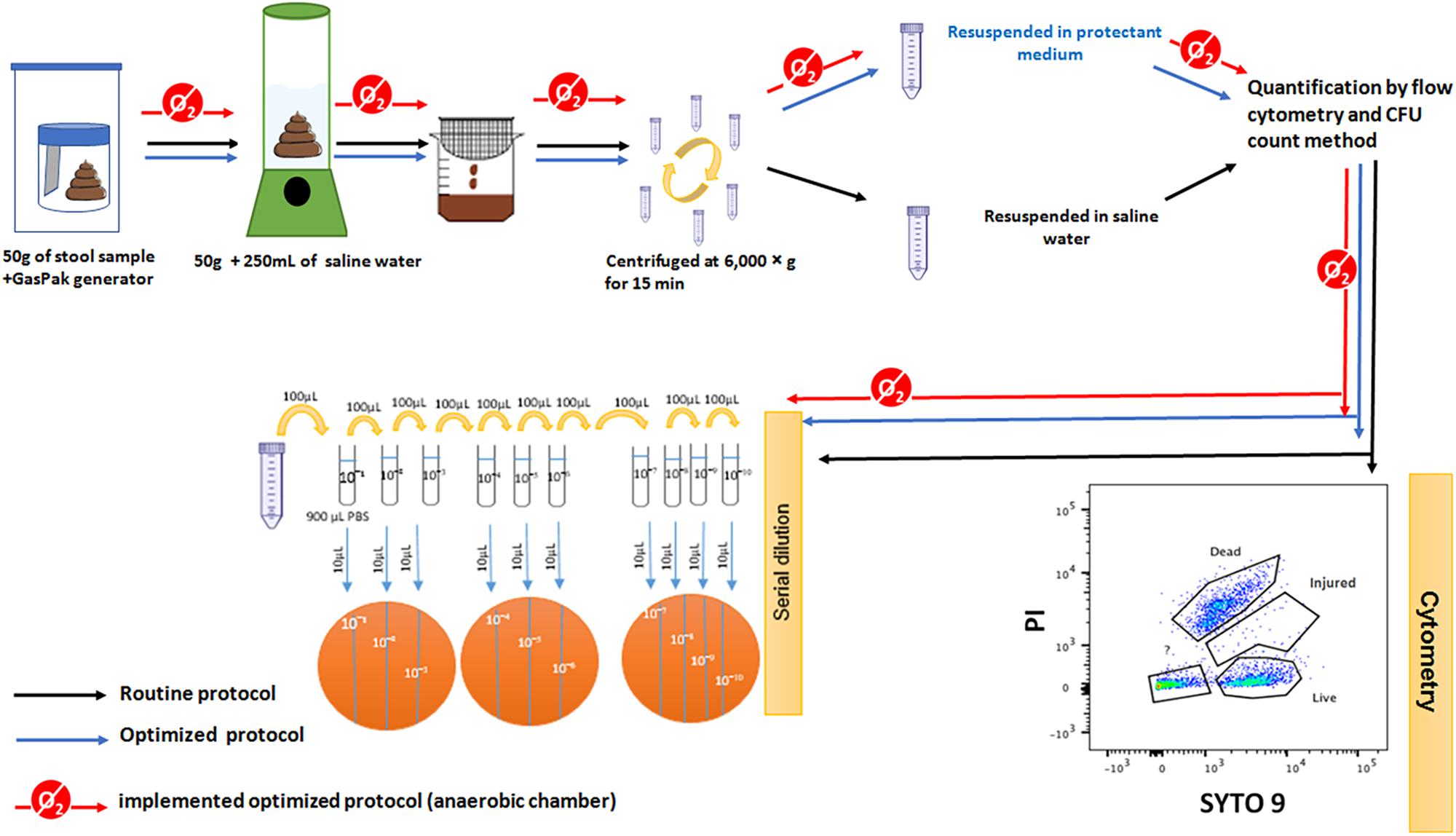 Frontiers Among Live And Dead Bacteria The Optimization Of Sample Collection And Processing Remains Essential In Recovering Gut Microbiota Components Microbiology