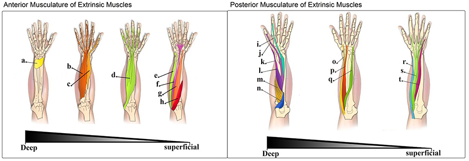 intrinsic and extrinsic muscles of the hand