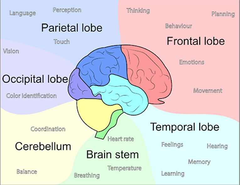 What Happens When You Hit Your Head · Frontiers For Young Minds 