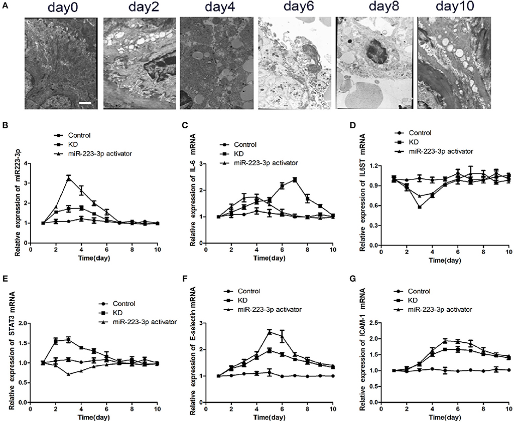 Frontiers | MiR-223-3p Alleviates Vascular Endothelial Injury by ...