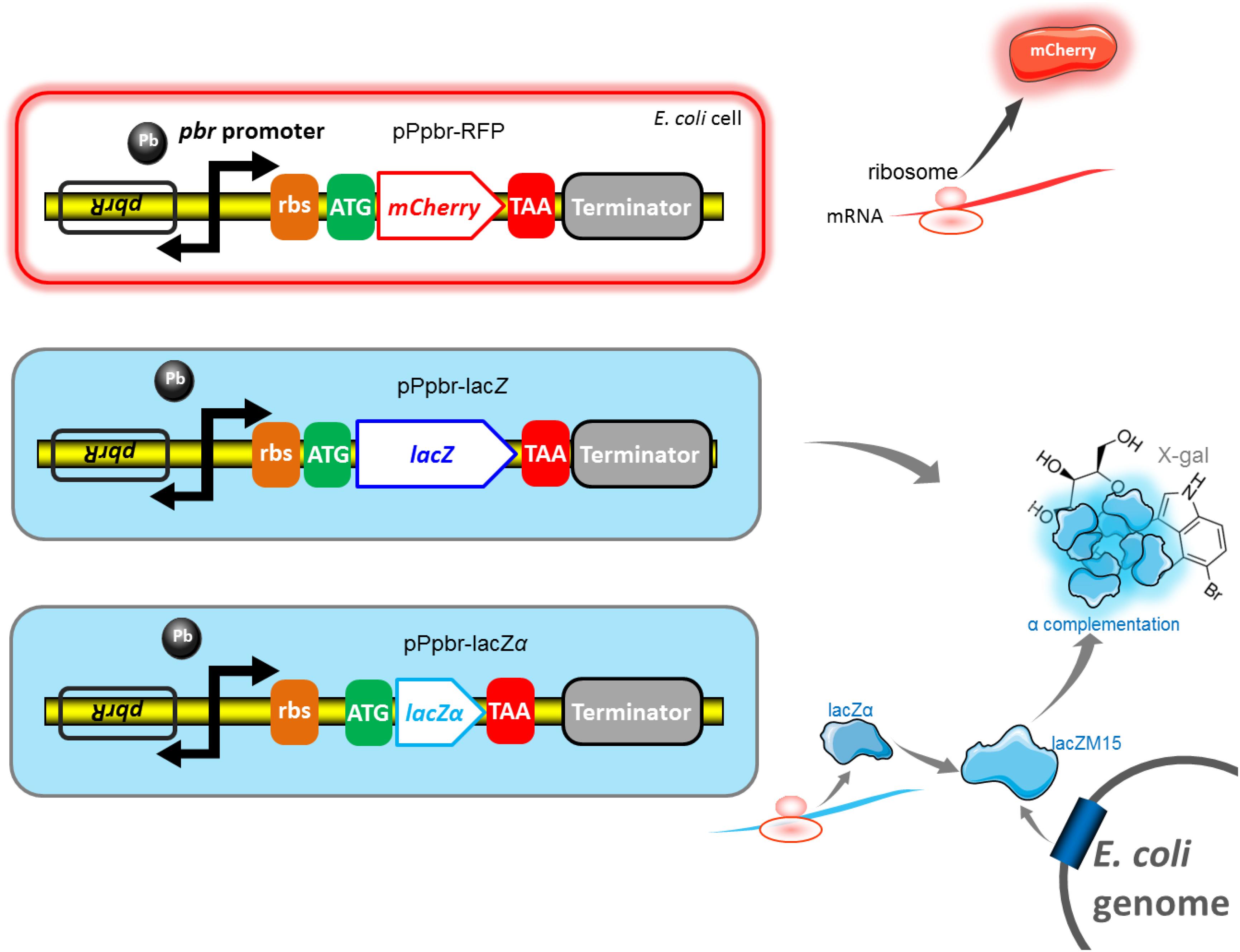 Frontiers Improved Monitoring Of Low Level Transcription In Escherichia Coli By A B Galactosidase A Complementation System Microbiology