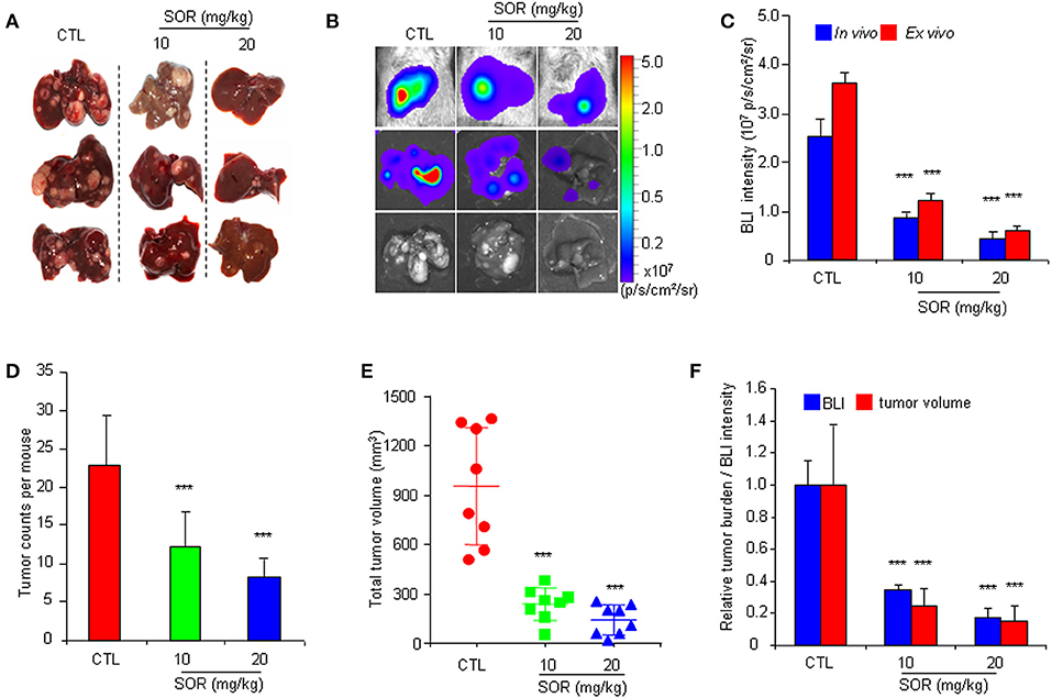 Frontiers | Non-invasive Bioluminescence Monitoring of Hepatocellular ...