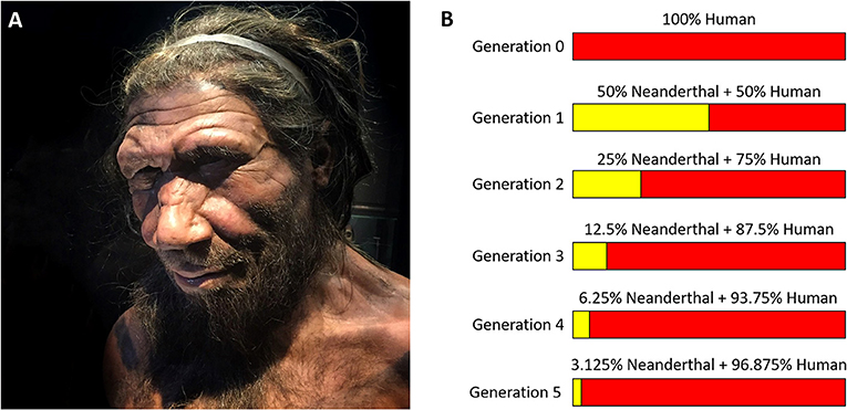 Who Has Most Neanderthal Dna