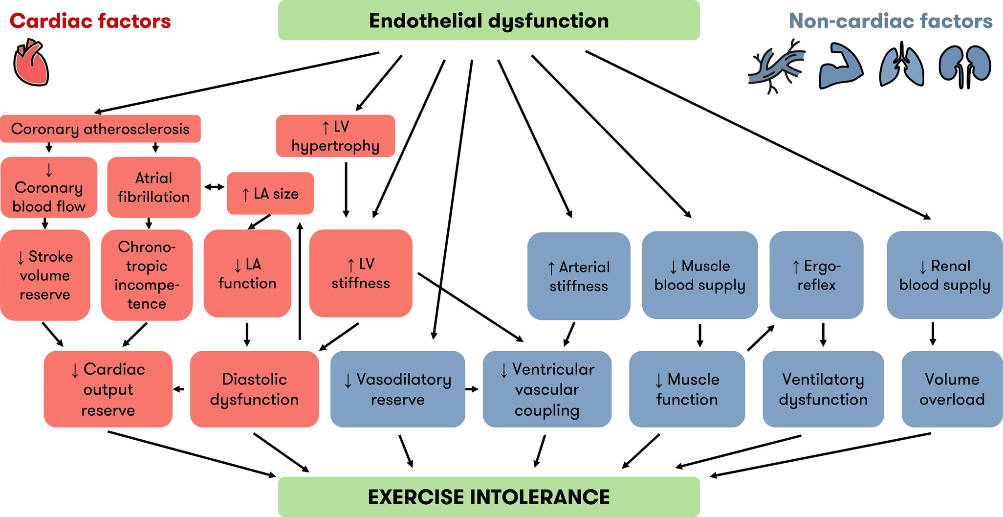 Frontiers | Heart Failure With Preserved Ejection Fraction: A Review of Cardiac and Noncardiac ...