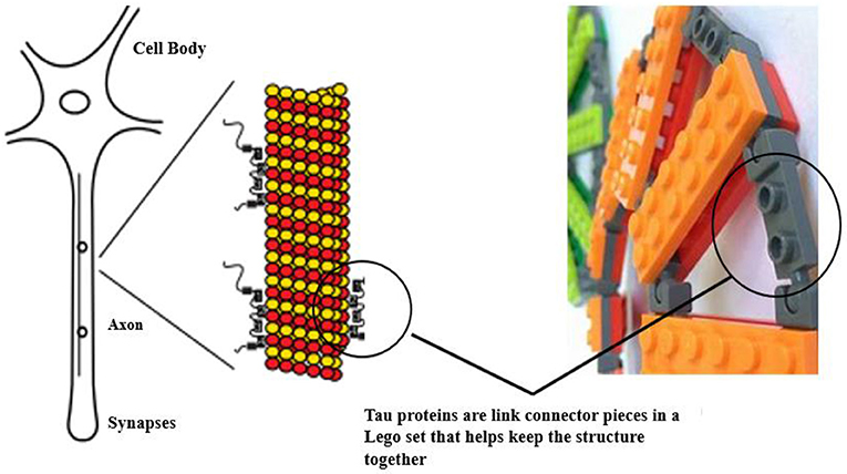 Figure 3 - How do tau proteins relate to TBI/CTE? A brain sends messages (synapses) through brain cells or neurons.