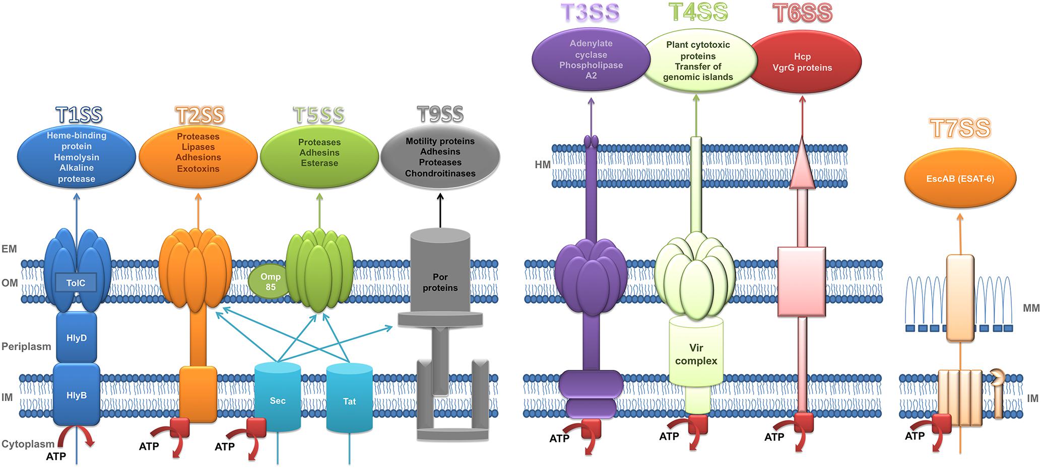 Sites type 1