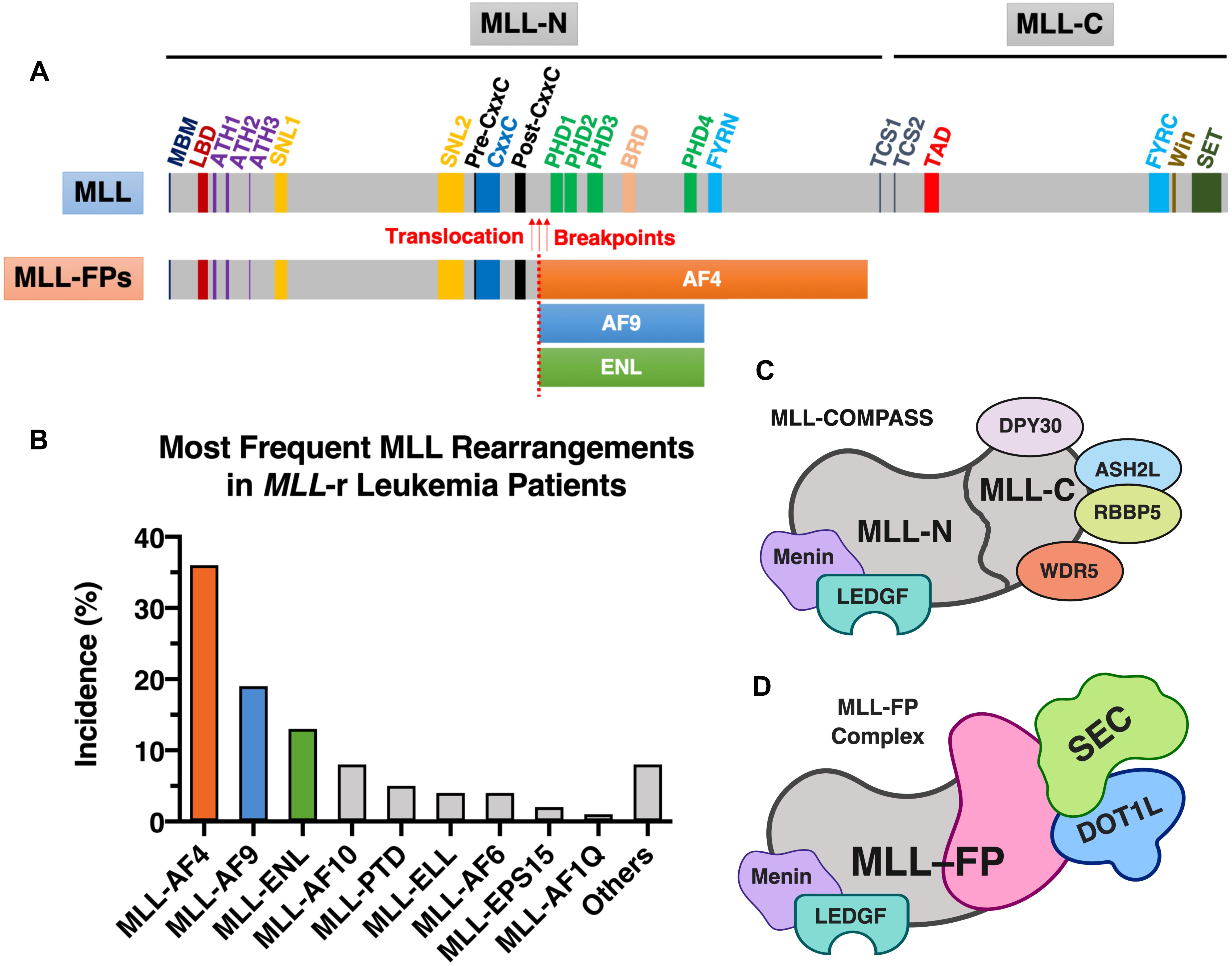 Recent Progress of Small Molecule Menin–MLL Interaction Inhibitors as Therapeutic Agents for Acute Leukemia