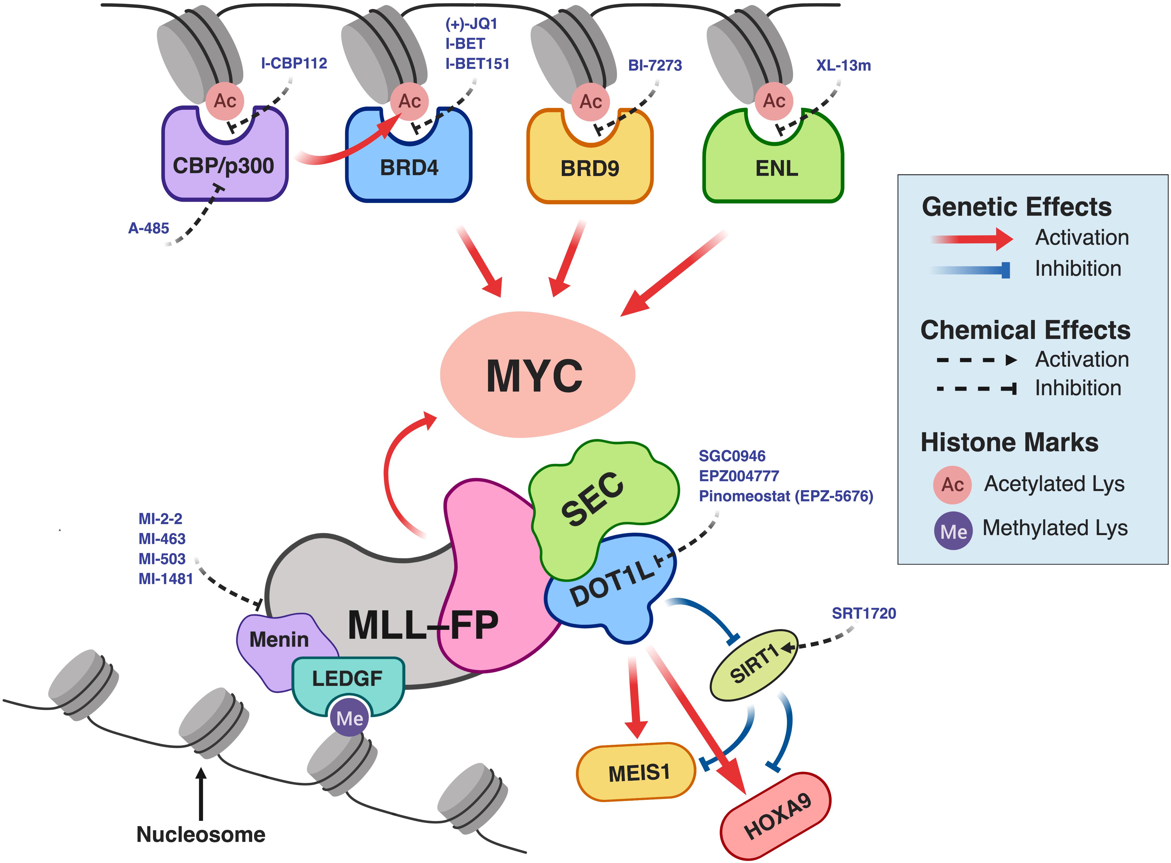 A Menin-MLL Inhibitor Induces Specific Chromatin Changes and Eradicates  Disease in Models of MLL-Rearranged Leukemia - ScienceDirect