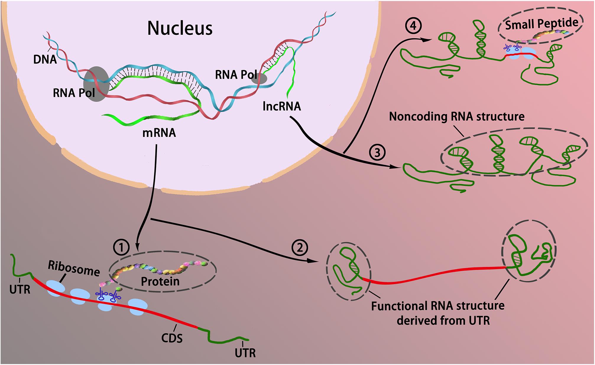Frontiers Coding Or Noncoding The Converging Concepts Of Rnas Genetics
