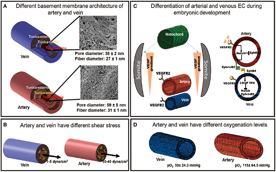 arteries veins and capillaries comparison