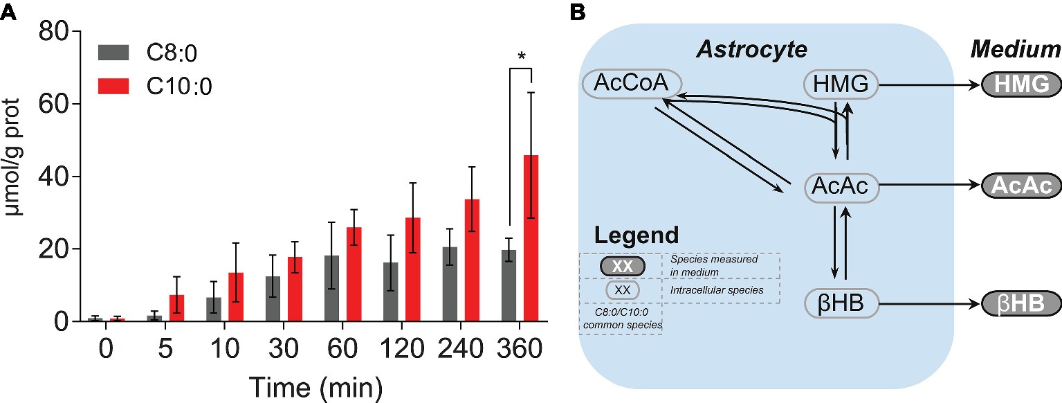 Frontiers | Differential Metabolism of Medium-Chain Fatty ...