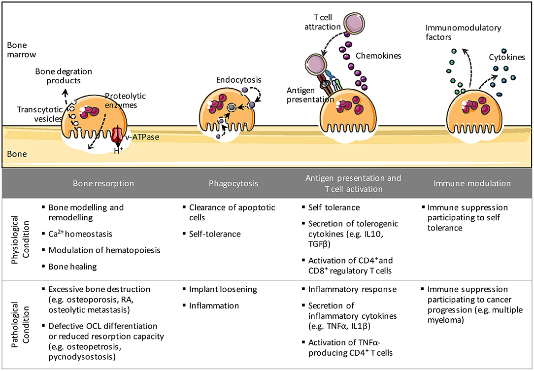 Monocyte progenitors give rise to multinucleated giant cells