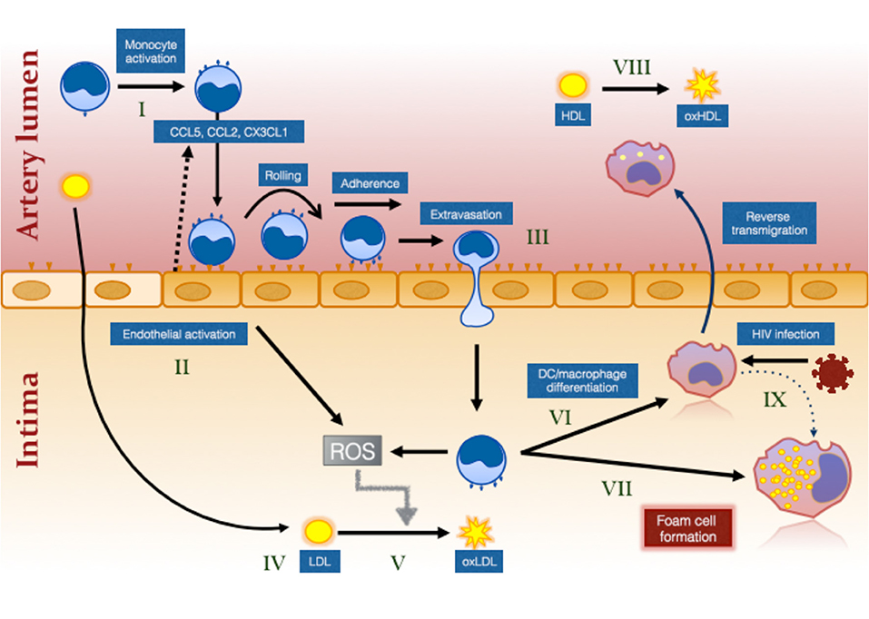 Plasma Levels of the Chemokines Monocyte Chemotactic Proteins-1 and -2 Are  Elevated in Human Sepsis - ScienceDirect