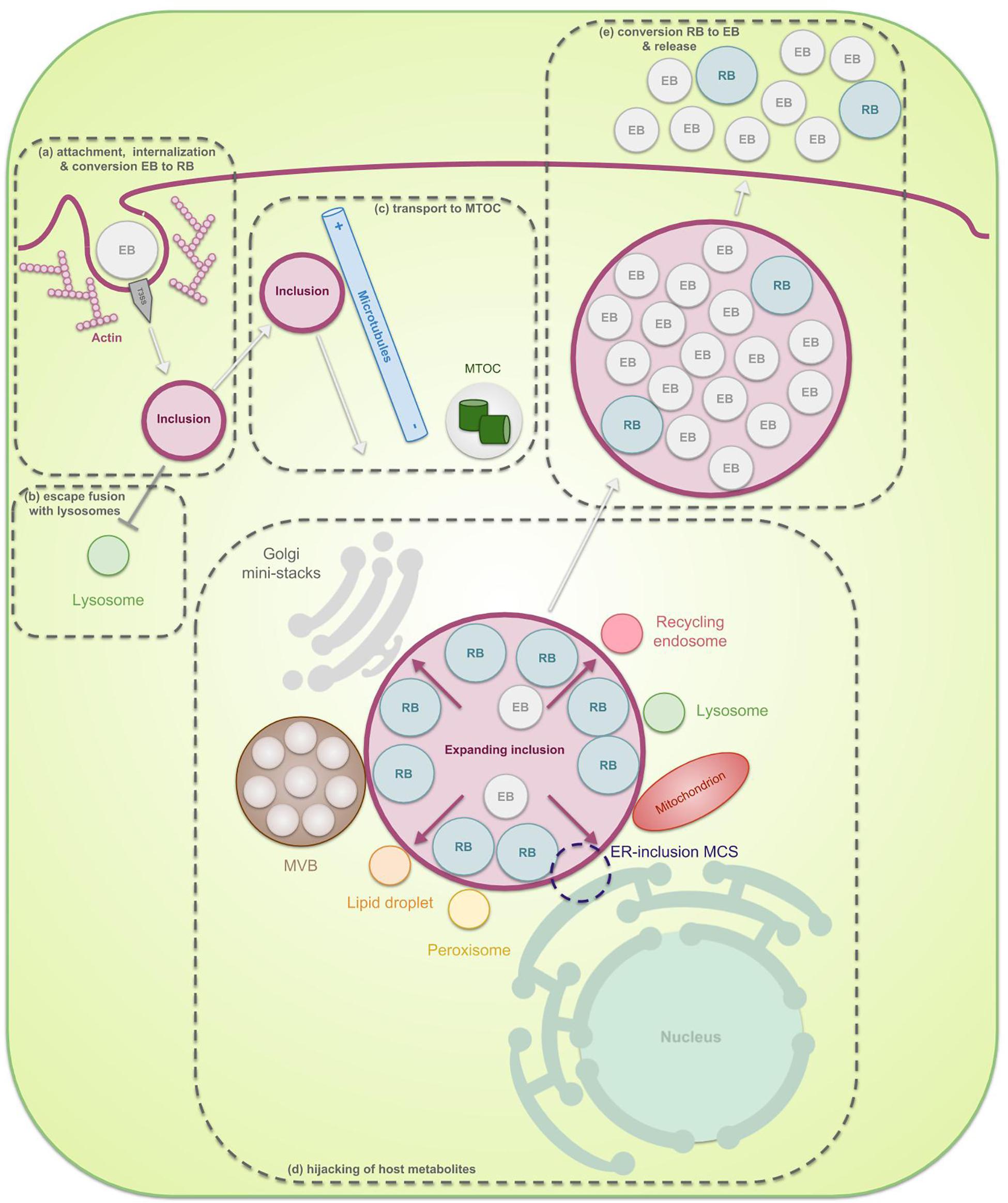 Frontiers | Chlamydial Infection From Outside to Inside