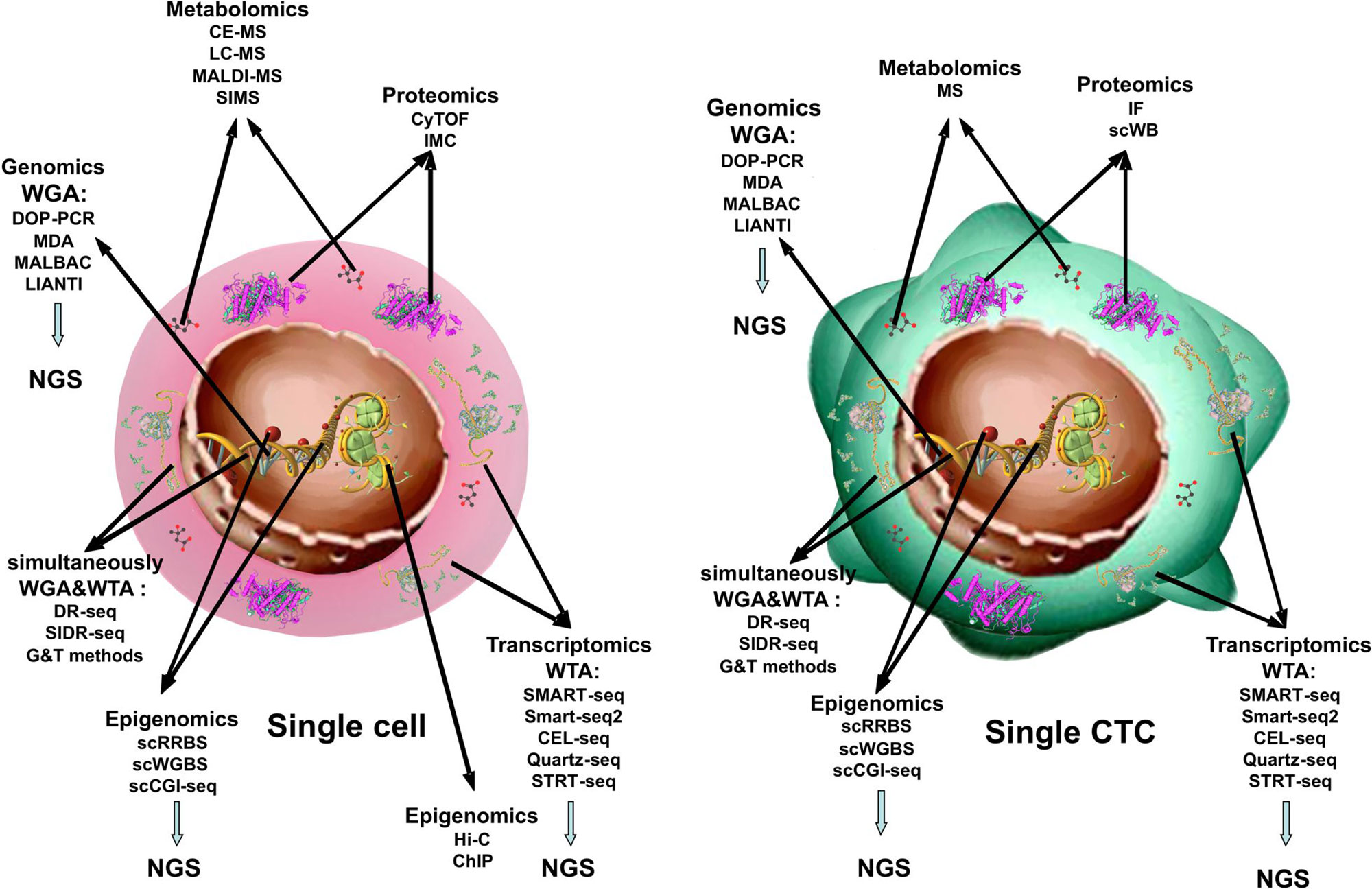 Single cell