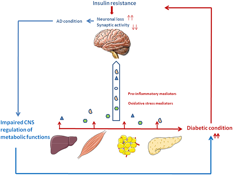 Binding between Prion Protein and Aβ Oligomers Contributes