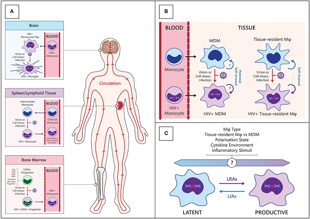 Plasma Levels of the Chemokines Monocyte Chemotactic Proteins-1 and -2 Are  Elevated in Human Sepsis - ScienceDirect